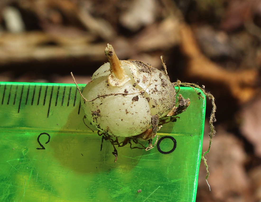Image of Fritillaria ophioglossifolia specimen.