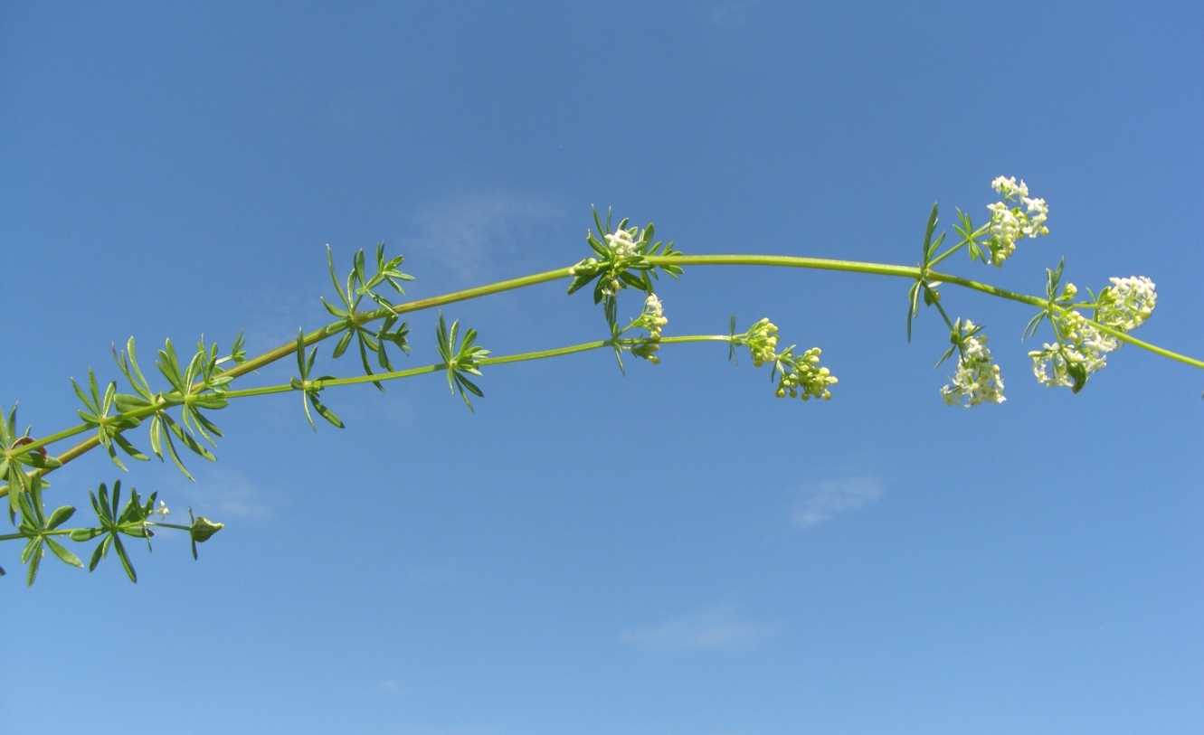 Изображение особи Galium mollugo.