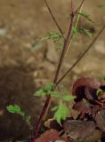 Papaver talyschense