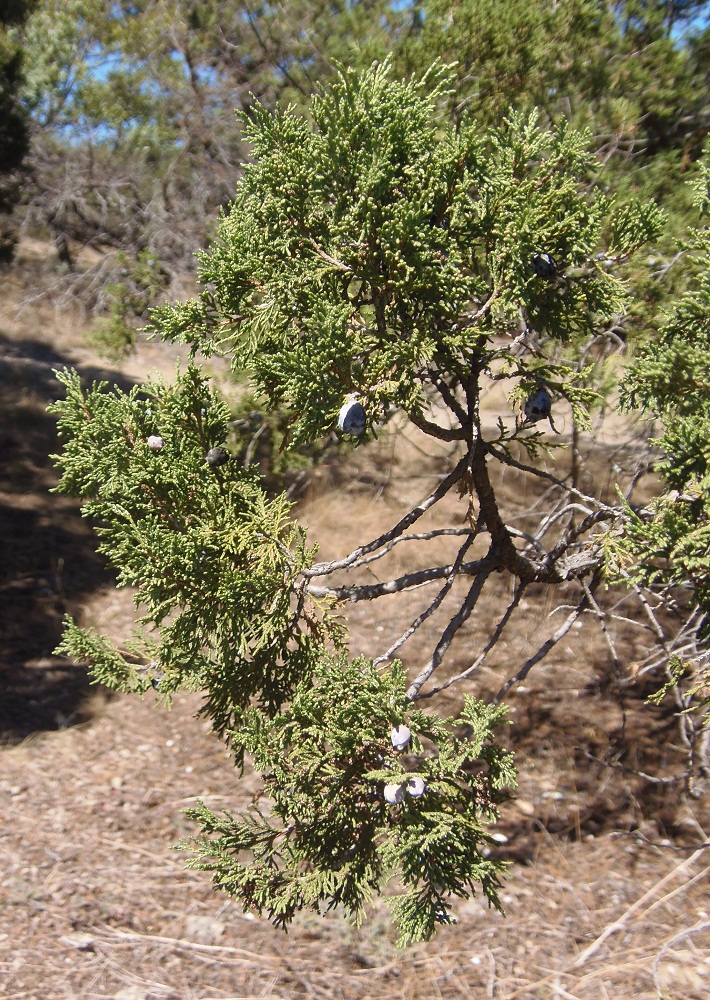 Изображение особи Juniperus excelsa.