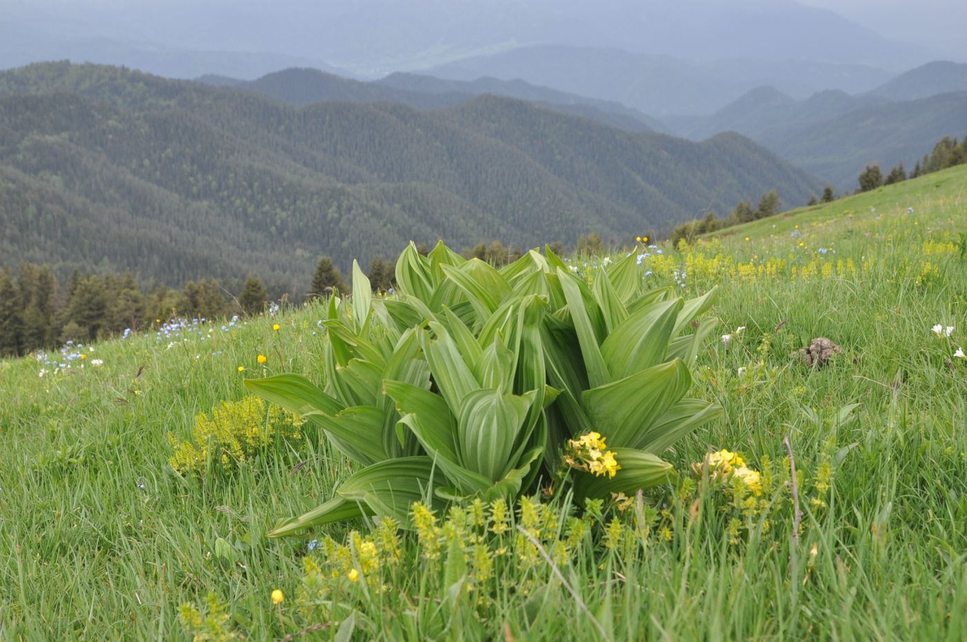 Изображение особи Veratrum lobelianum.