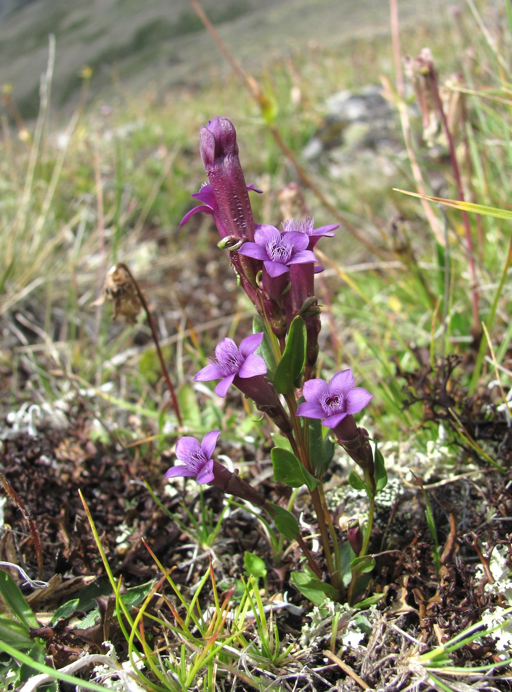 Image of Gentianella caucasea specimen.