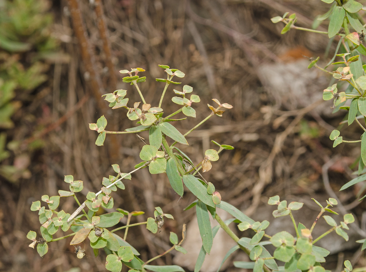 Изображение особи Euphorbia caesia.