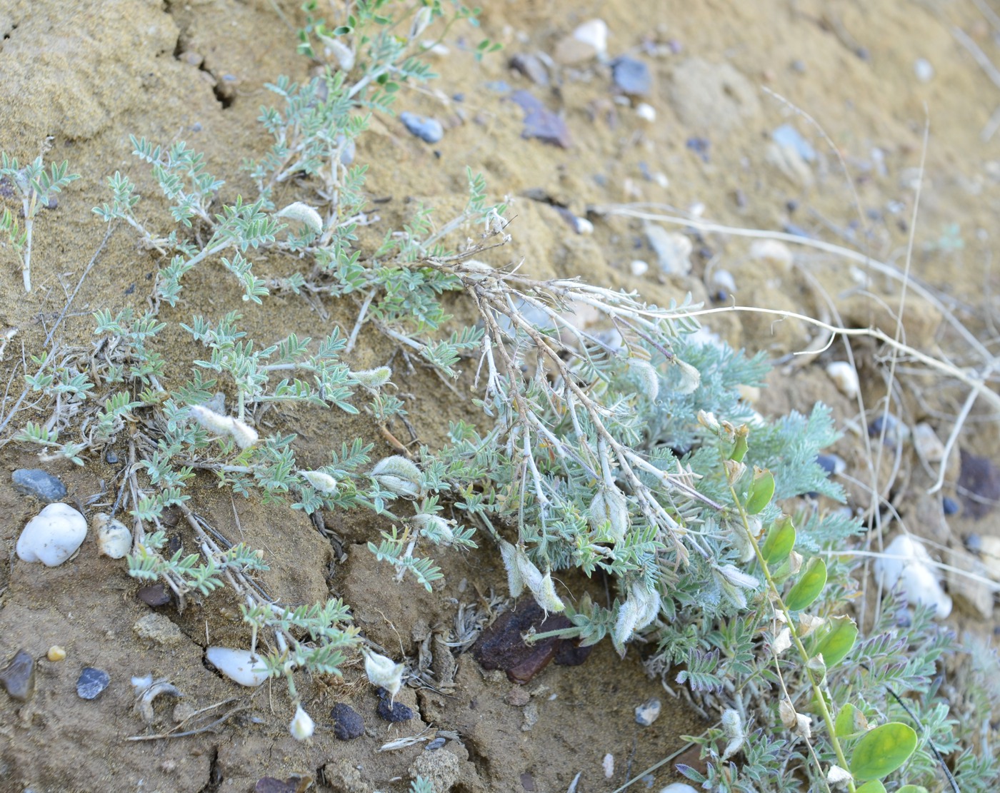 Image of Astragalus subarcuatus specimen.