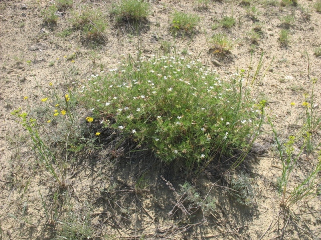 Image of Erodium stevenii specimen.