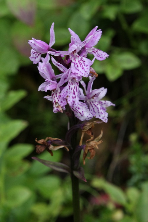 Изображение особи Dactylorhiza maculata.