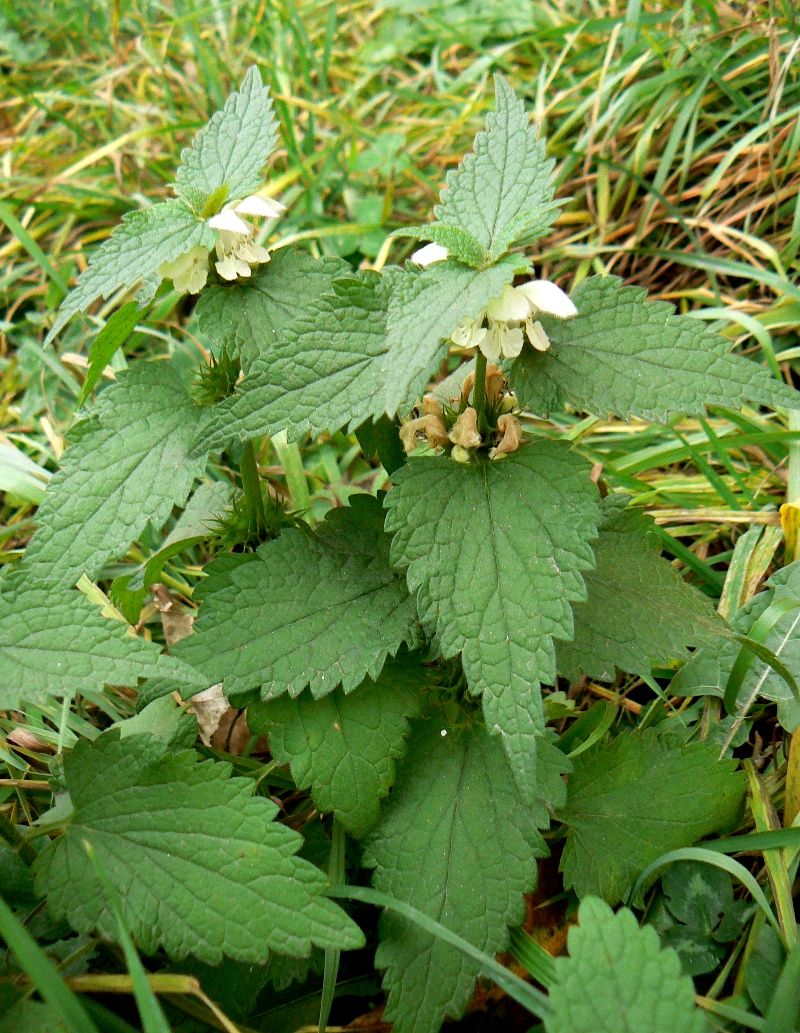 Изображение особи Lamium album.
