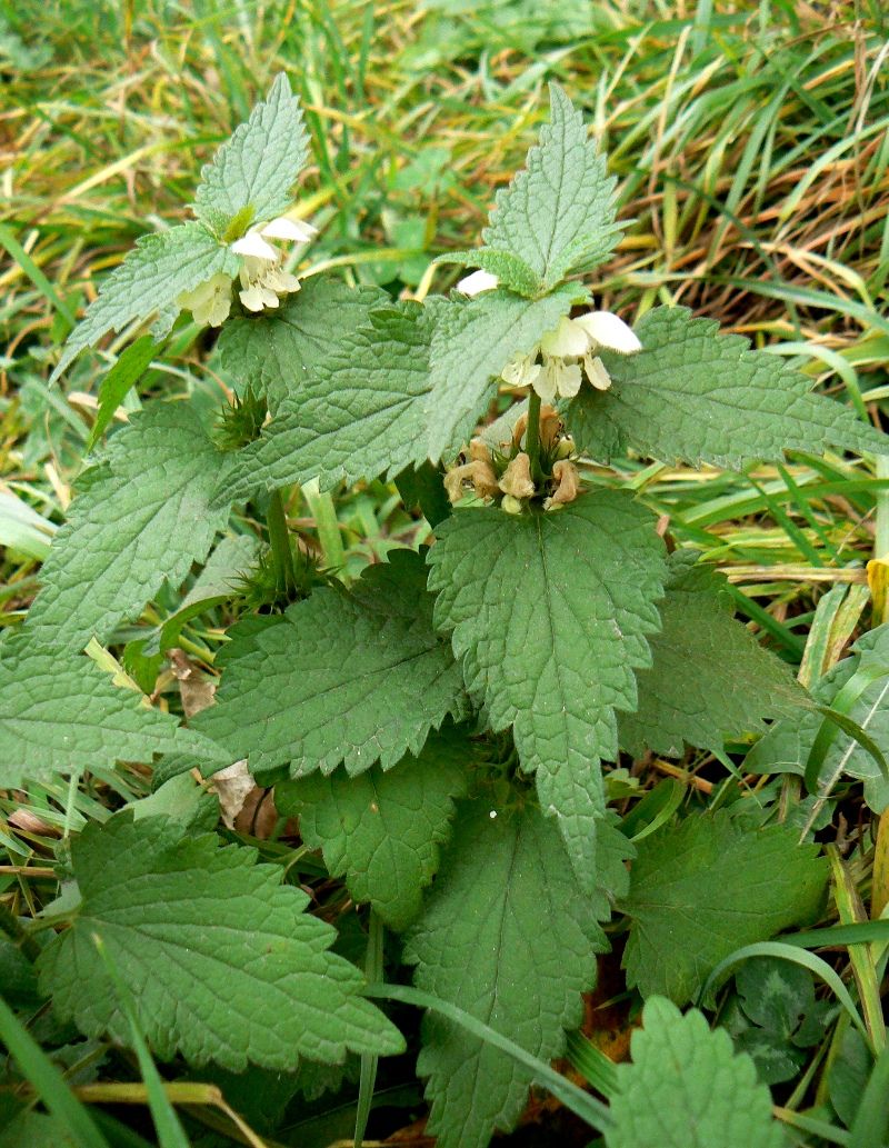 Image of Lamium album specimen.