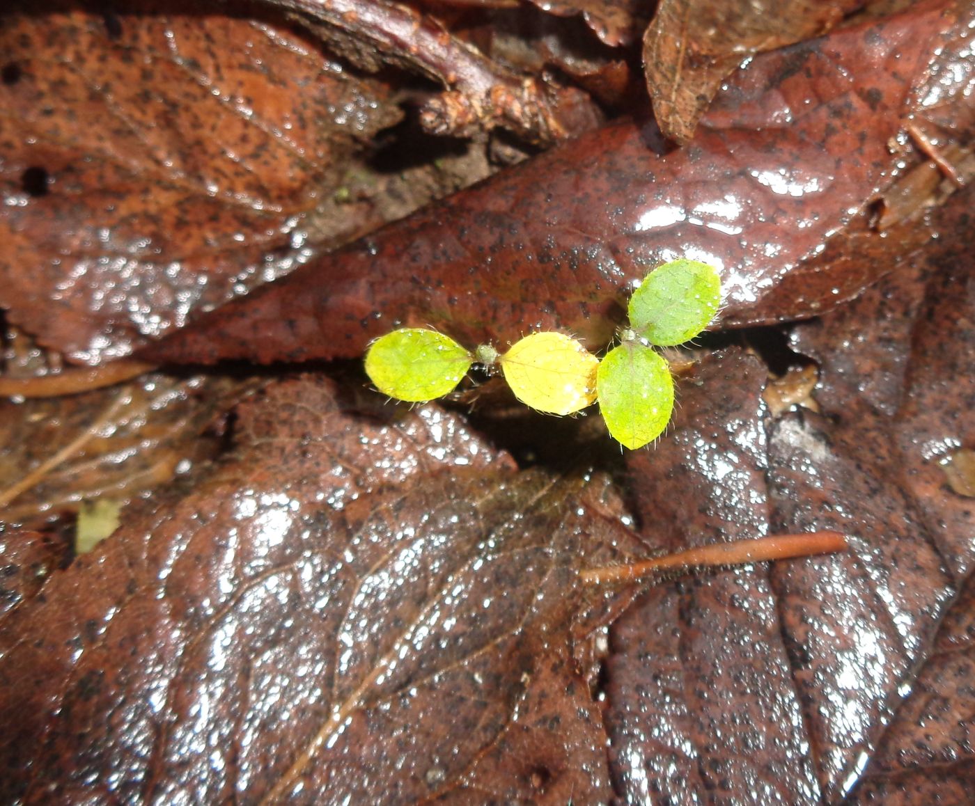 Изображение особи Lonicera edulis.