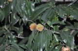genus Castanea. Соплодия и листья. Индия, штат Уттараканд, горы Кумаон, Binsar Wildlife Sanctuary, в культуре. 24.09.2012.