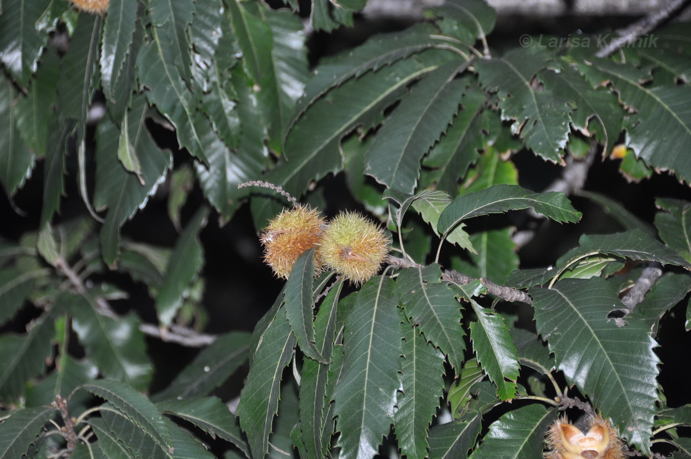 Image of genus Castanea specimen.