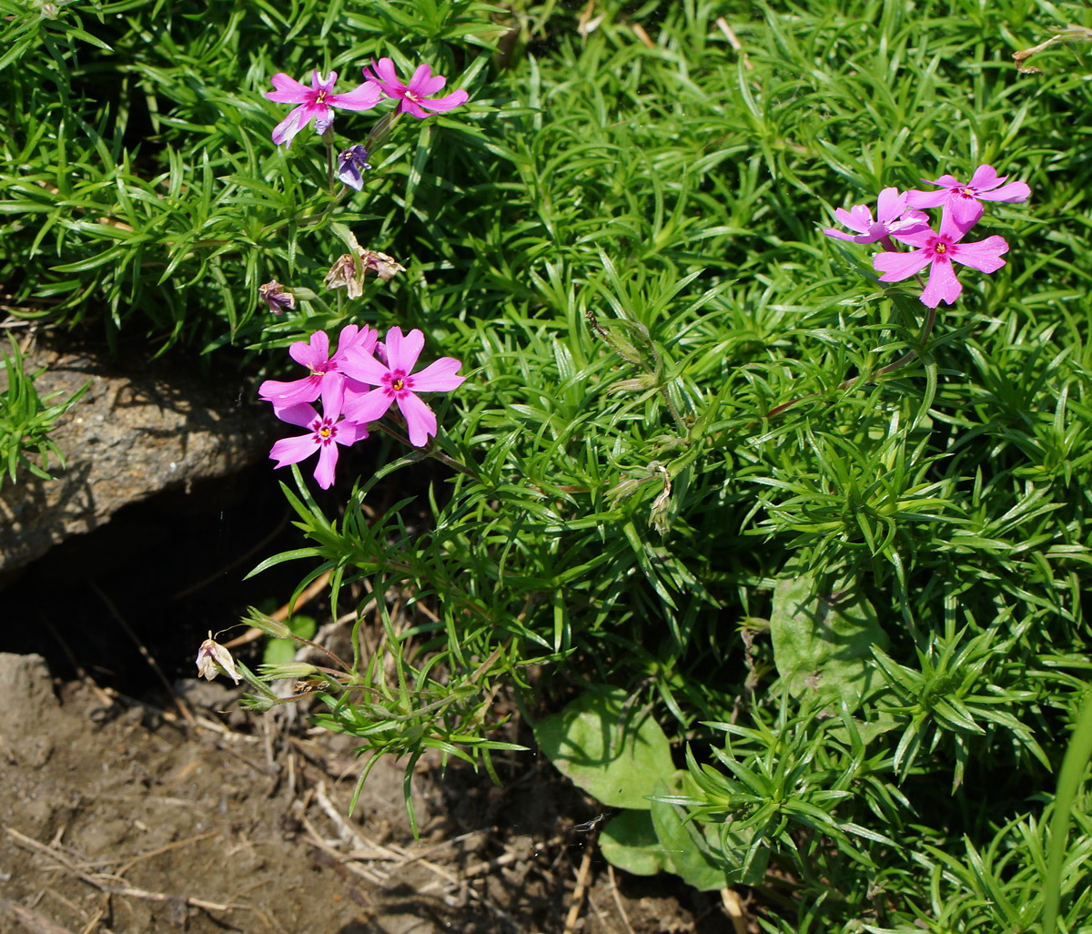 Изображение особи Phlox subulata.