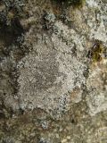 genus Aspicilia