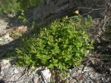 Hypericum androsaemum