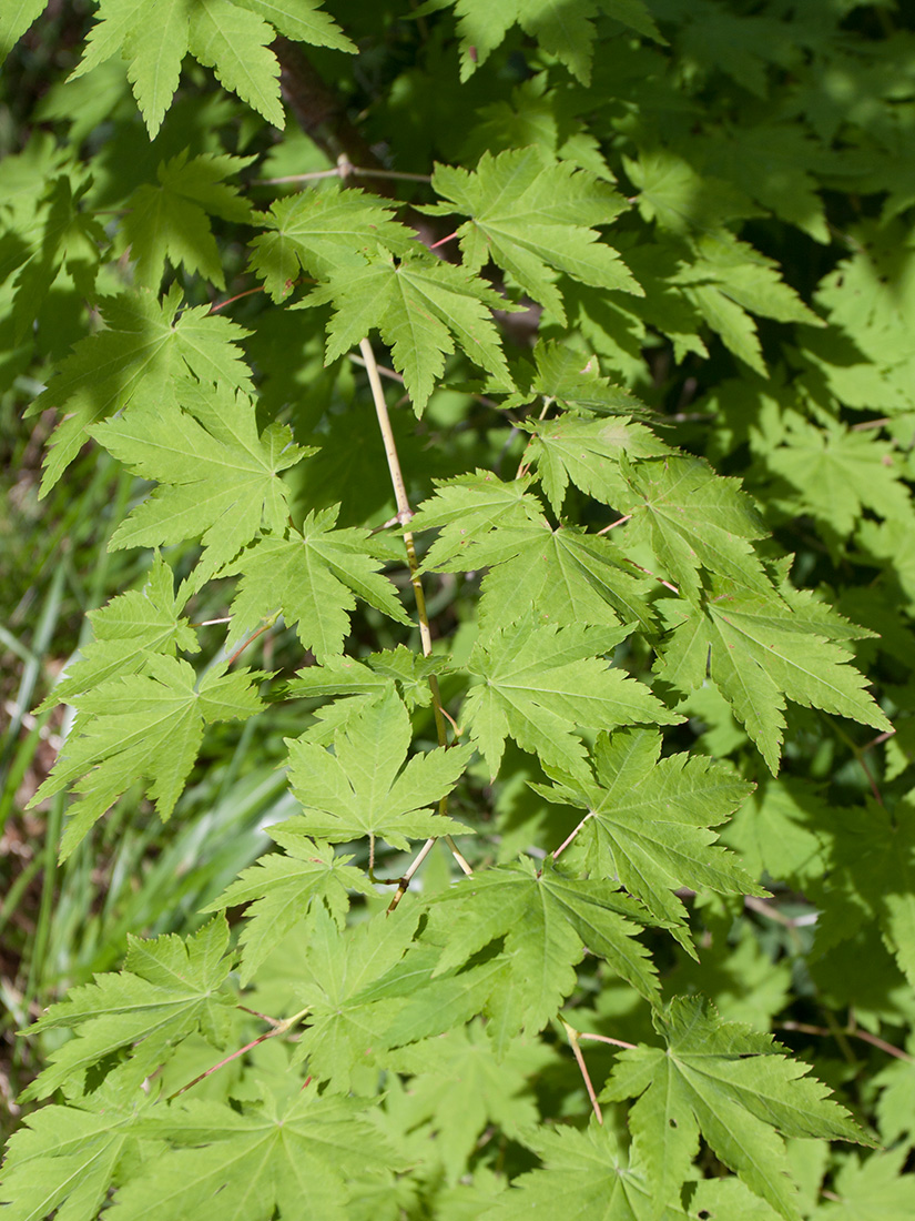 Image of Acer pseudosieboldianum specimen.
