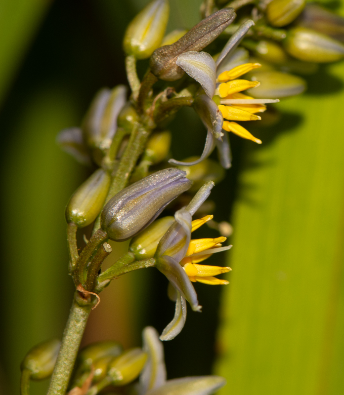 Изображение особи Dianella caerulea.