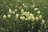 Trifolium pannonicum. Цветущие растения. Украина, Закарпатская обл., Раховский р-н, окр. г. Рахов, горный луг. 1 июля 2010 г.