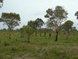 Melaleuca leucadendra