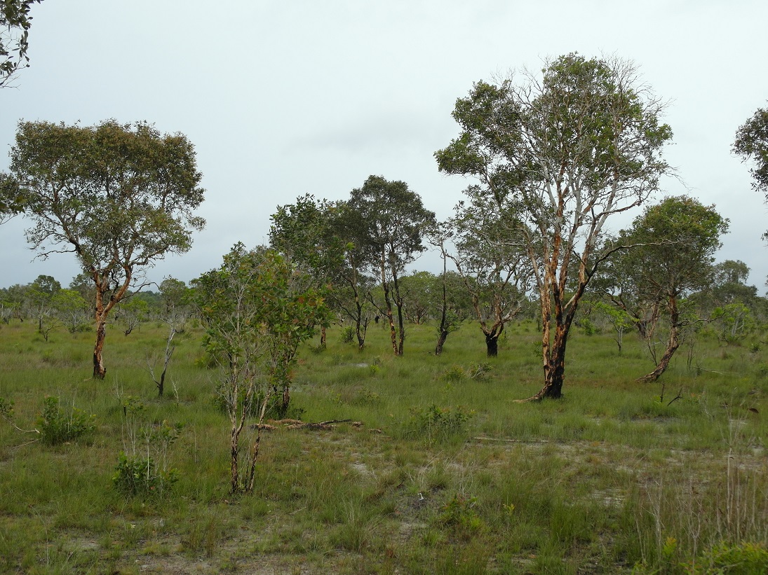 Image of Melaleuca leucadendra specimen.