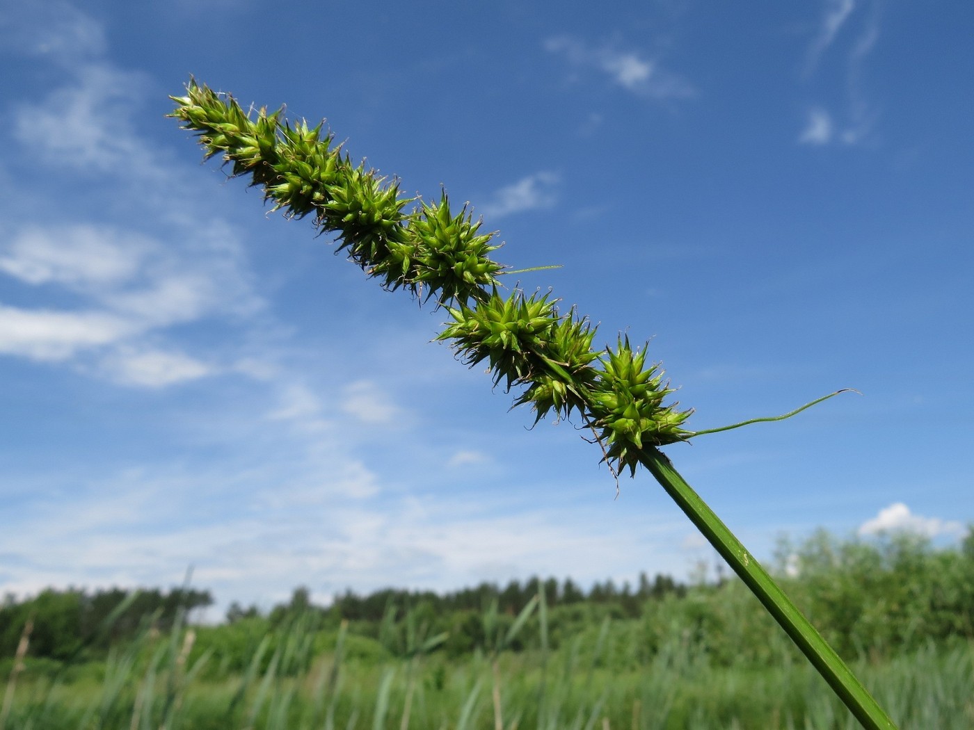 Изображение особи Carex vulpina.