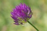 Allium barsczewskii