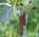 Alnus glutinosa