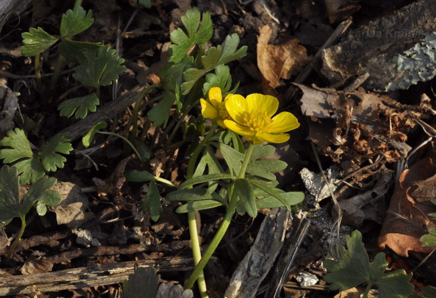 Изображение особи Ranunculus franchetii.