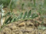 род Astragalus