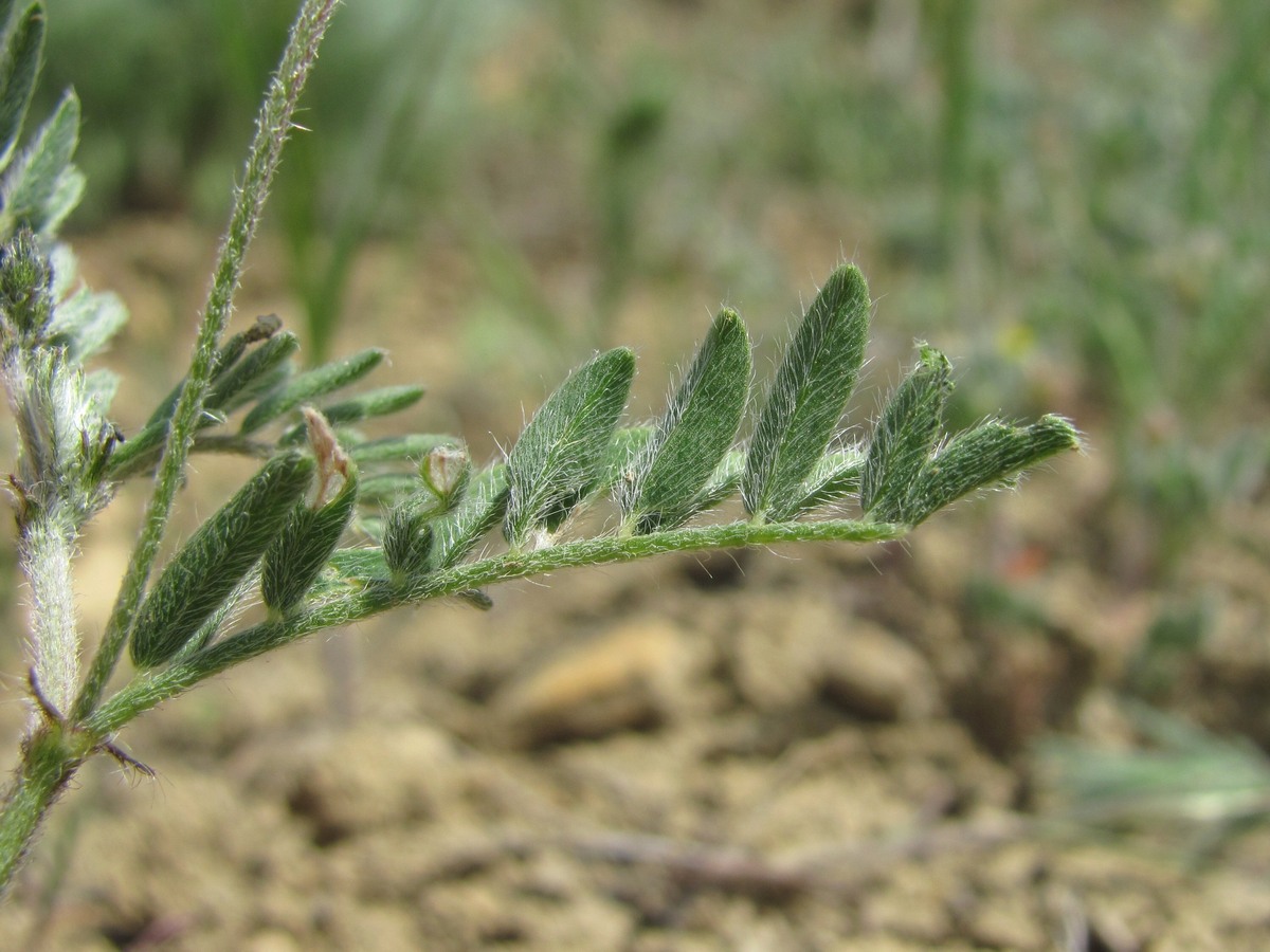 Изображение особи род Astragalus.