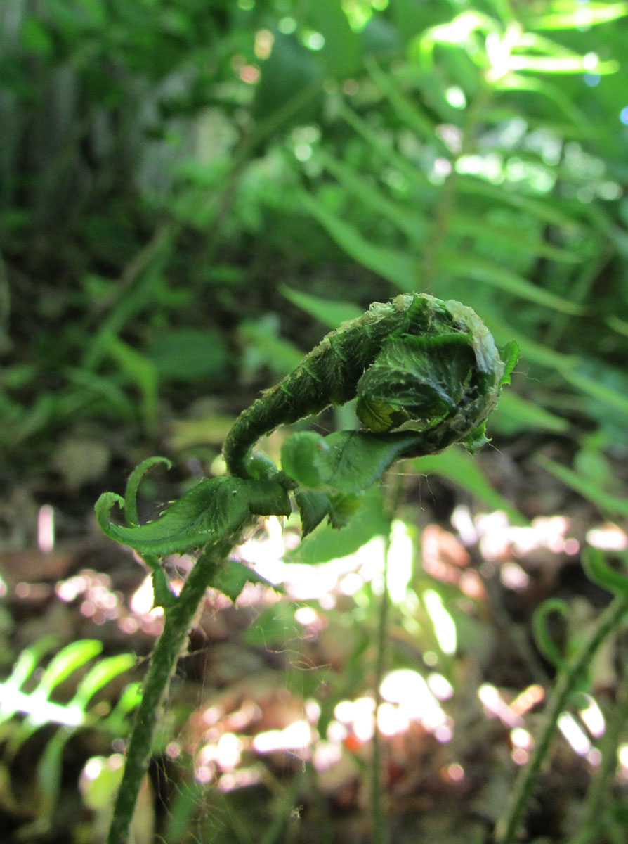 Изображение особи Polystichum munitum.