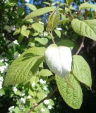 Actinidia kolomikta