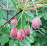 Enkianthus campanulatus. Цветки. Московская обл., Щёлковский р-н, в культуре. 30.05.2019.