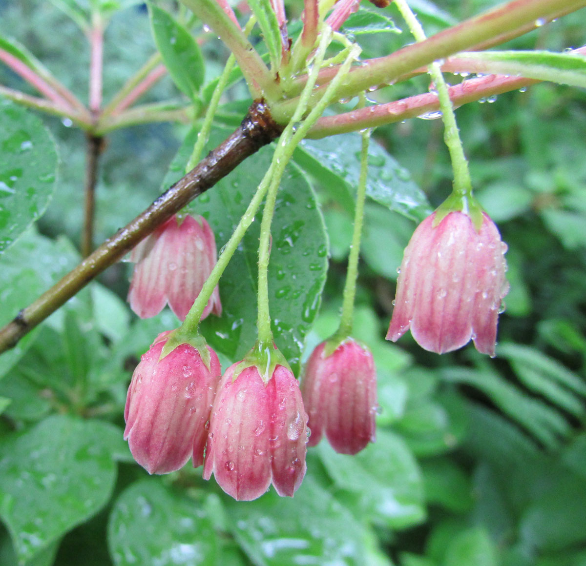 Изображение особи Enkianthus campanulatus.