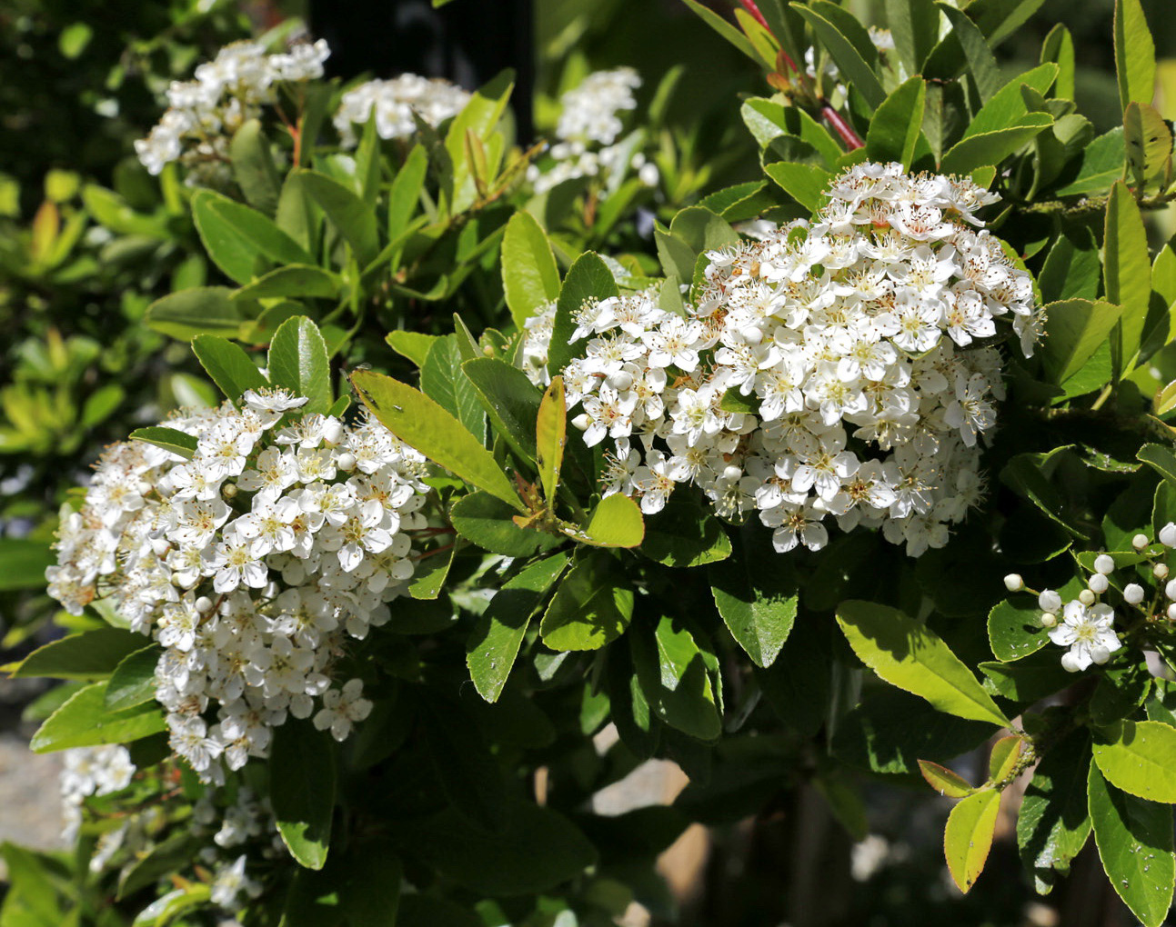 Image of genus Pyracantha specimen.