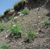 Pyrethrum silaifolium