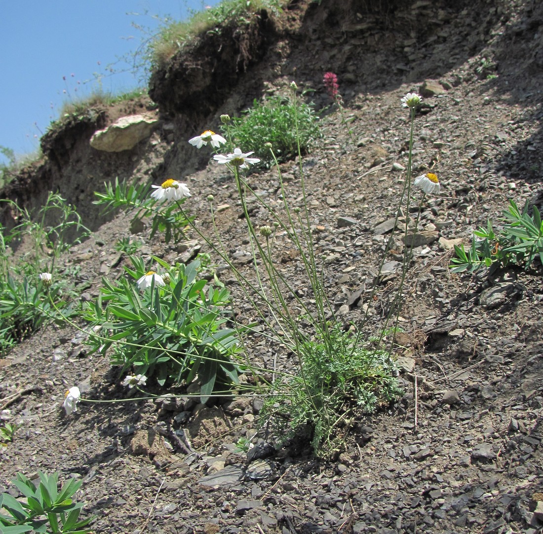 Изображение особи Pyrethrum silaifolium.