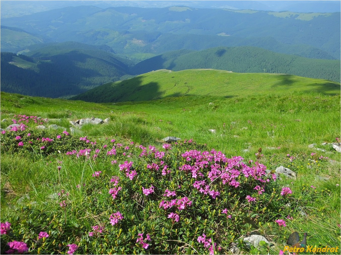 Изображение особи Rhododendron kotschyi.