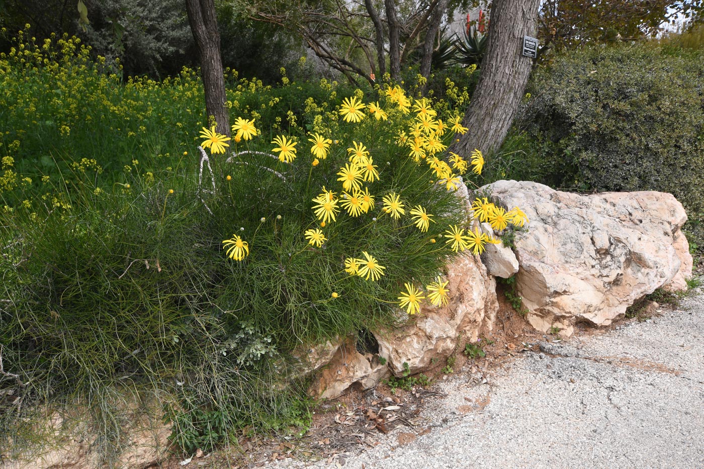 Image of Euryops speciosissimus specimen.