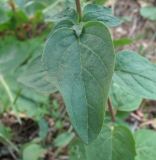 Origanum vulgare. Лист. Дагестан, окр. с. Талги, каменистый склон. 05.06.2019.