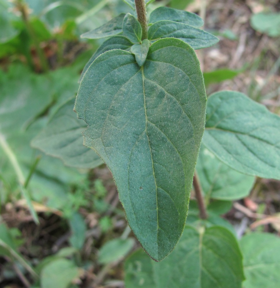 Image of Origanum vulgare specimen.