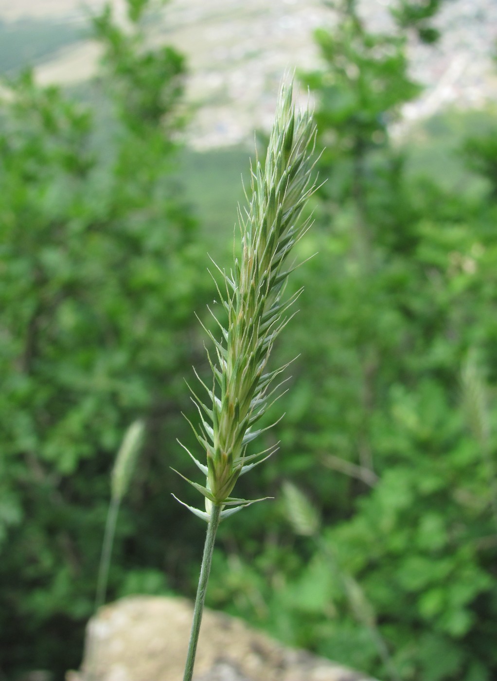 Image of Agropyron pectinatum specimen.