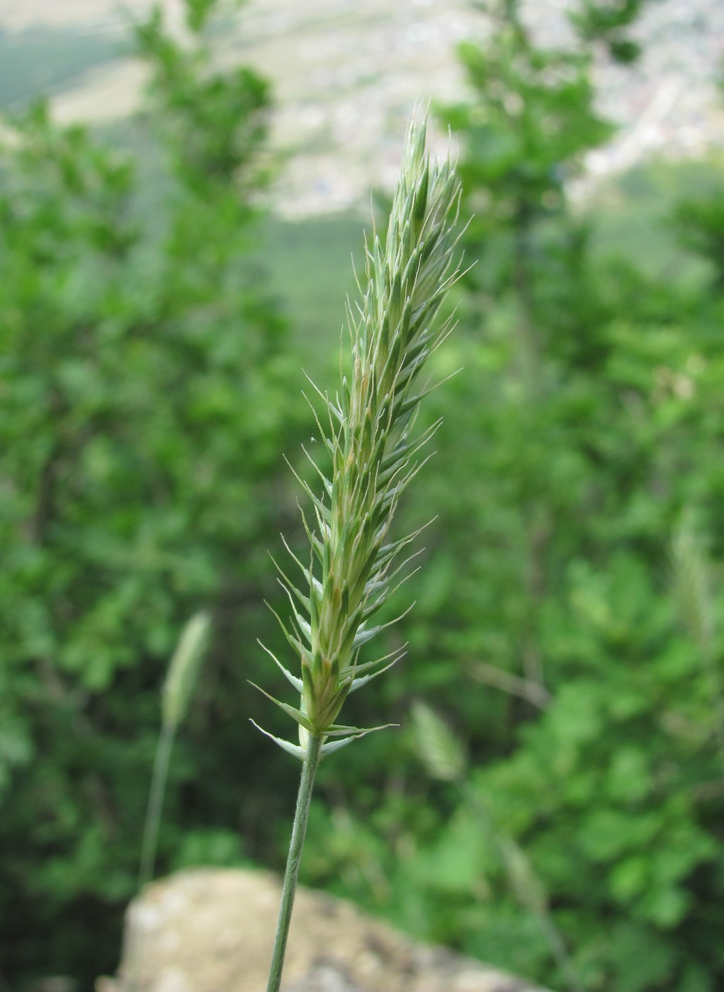 Изображение особи Agropyron pectinatum.