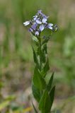 genus Hesperis. Верхушка цветущего растения. Республика Адыгея, Майкопский р-н, окр. с. Новопрохладное (Сахрай), хр. Передовой, северный склон горы Большой Тхач в р-не ур. Фирсова Поляна, буковый лес, 1365 м н.у.м. 27.05.2019.