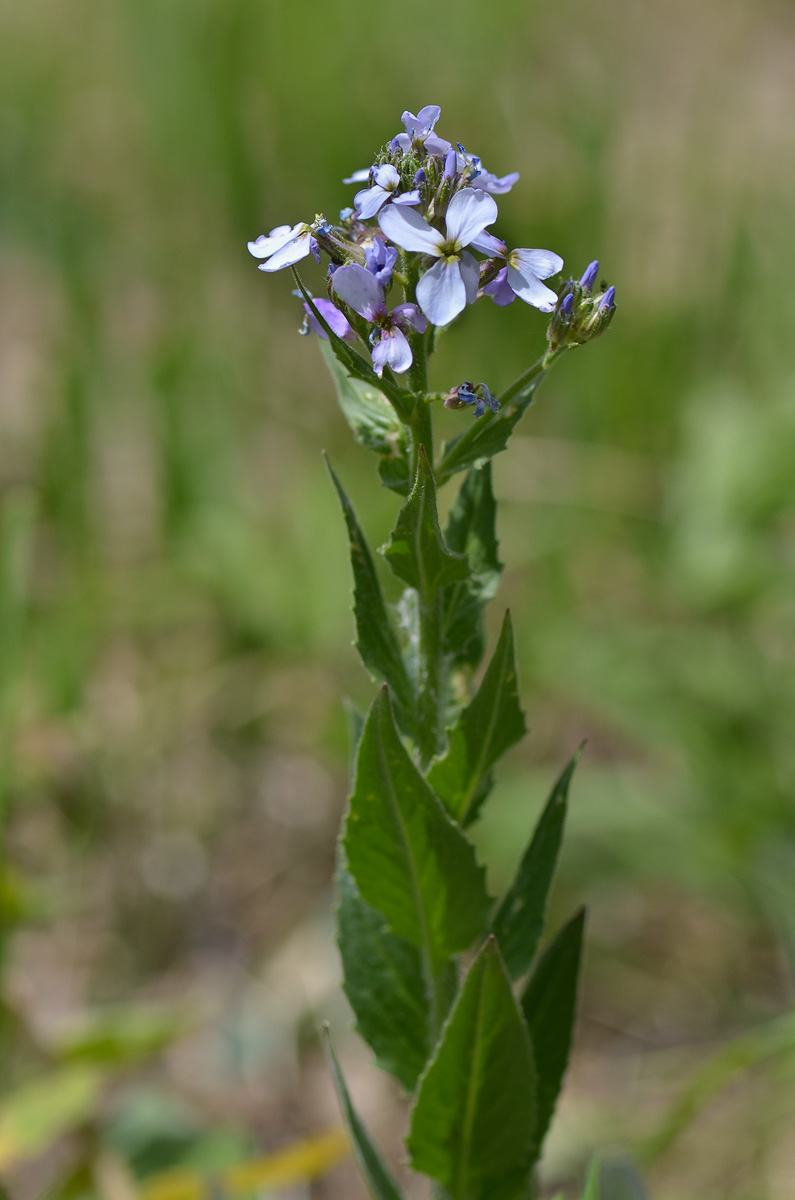 Изображение особи род Hesperis.