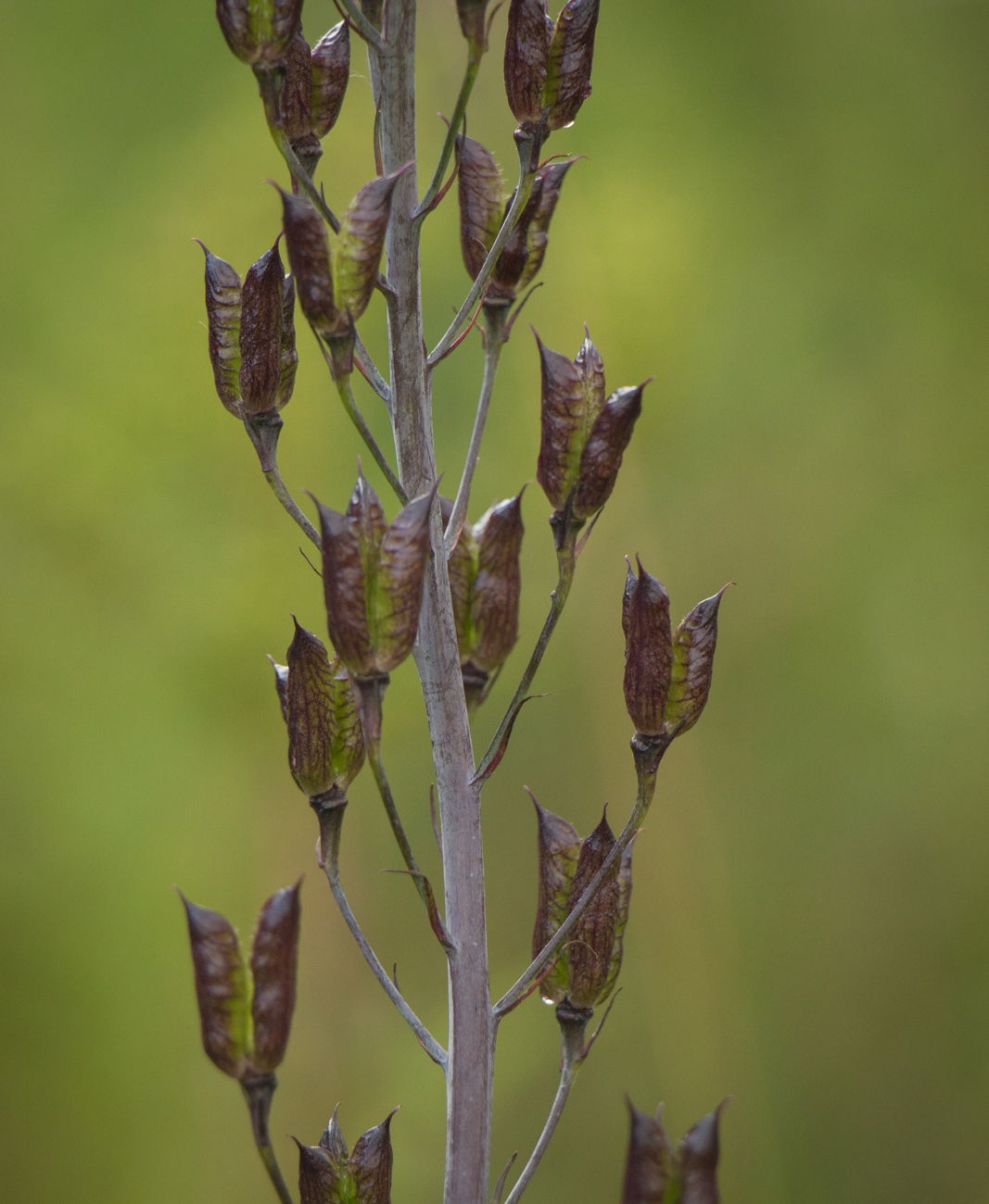 Image of Delphinium elatum specimen.