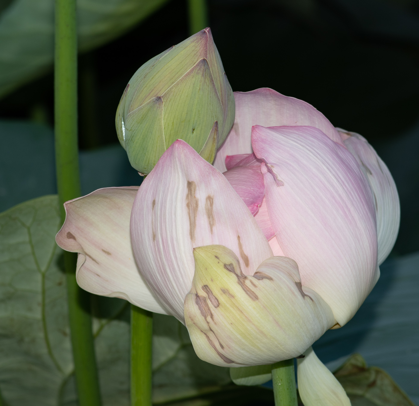 Изображение особи Nelumbo nucifera.