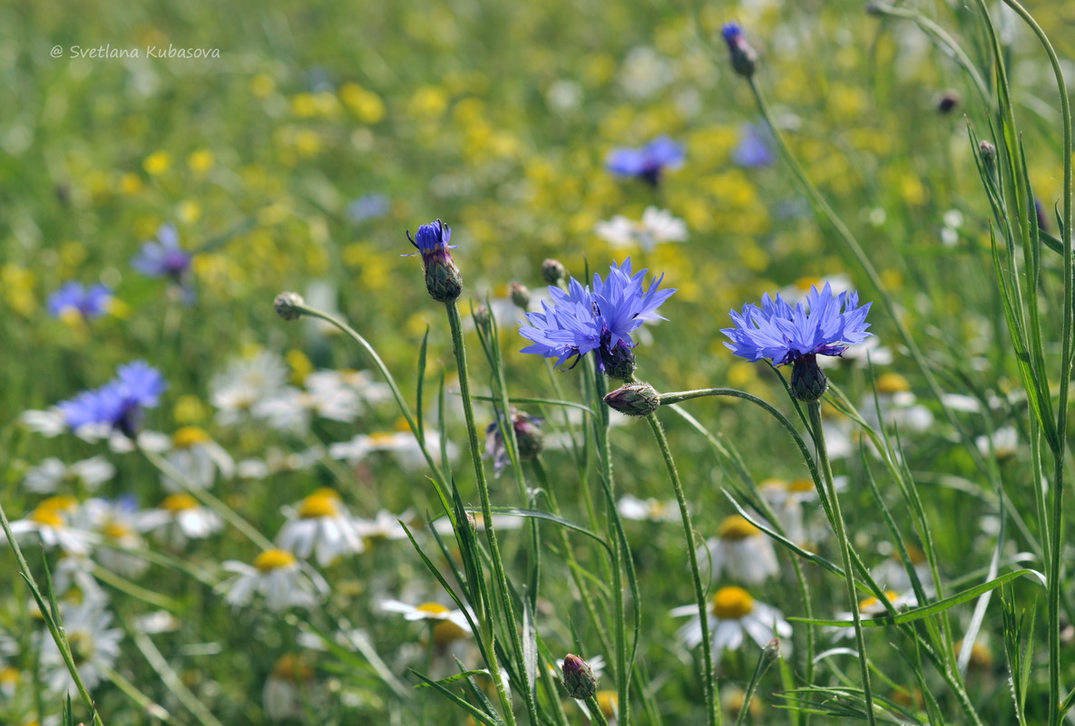 Изображение особи Centaurea cyanus.