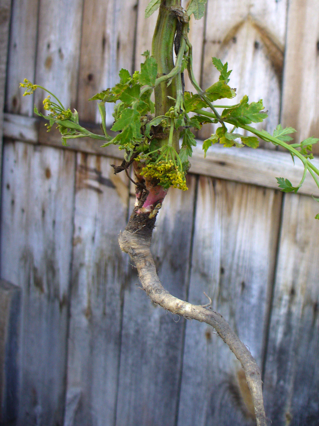 Изображение особи Pastinaca sylvestris.