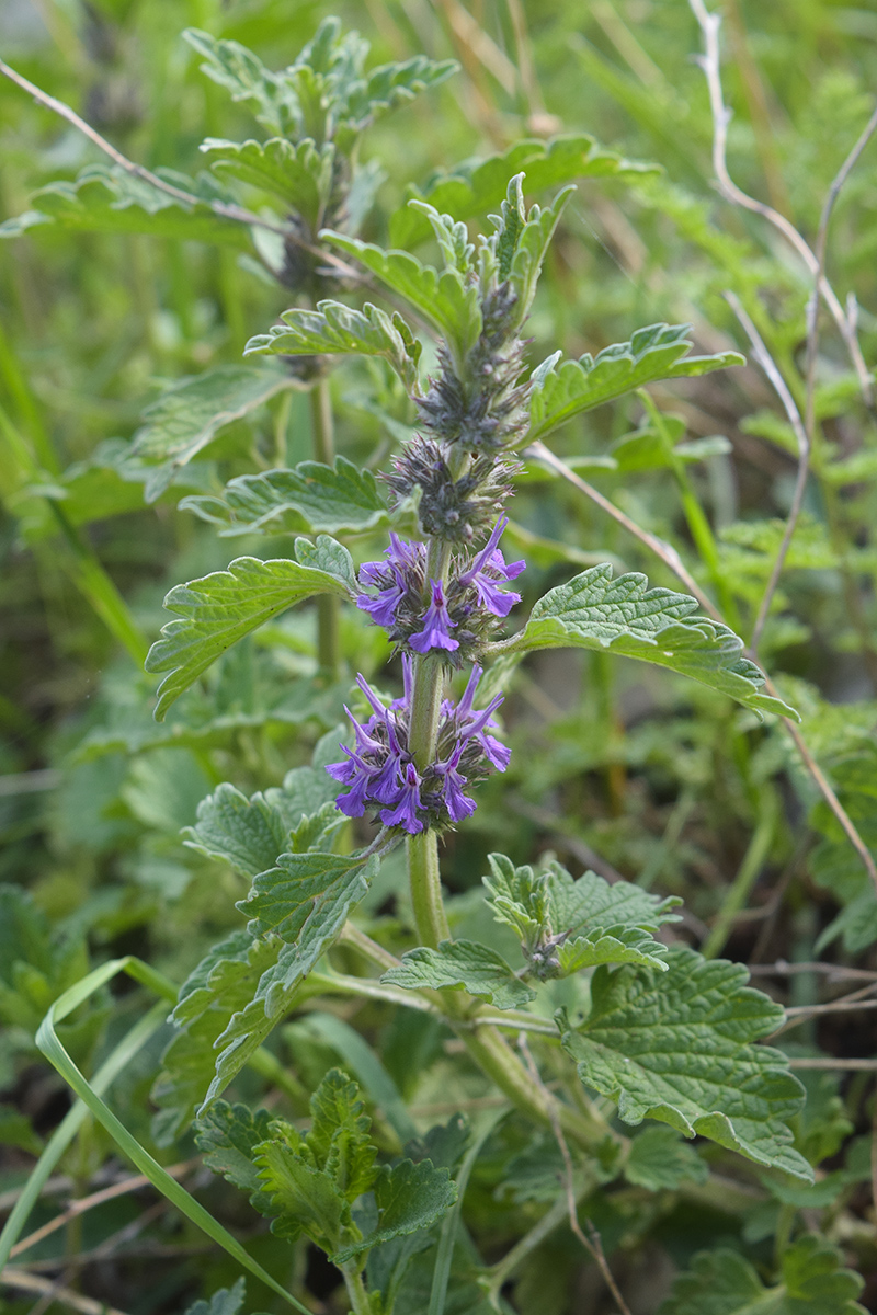 Изображение особи Marrubium catariifolium.