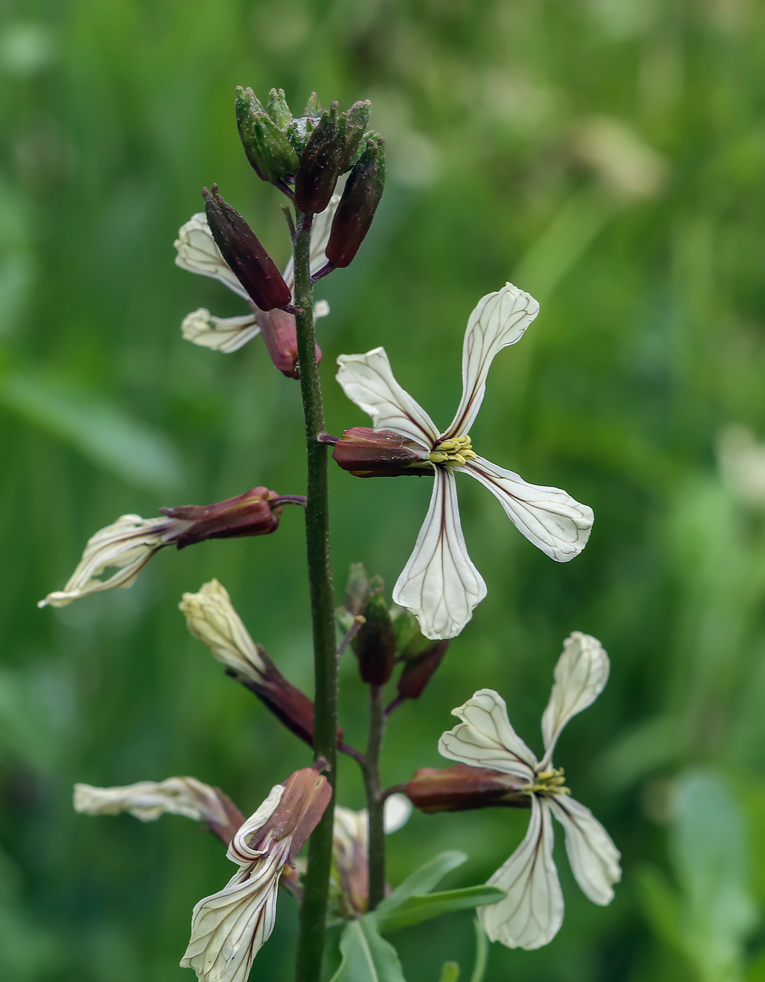 Изображение особи Eruca sativa.